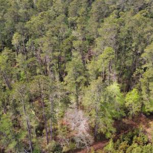 Photo #14 of Off Ware Drive, Nichols, SC 23.3 acres