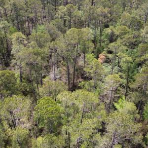 Photo #15 of Off Ware Drive, Nichols, SC 23.3 acres
