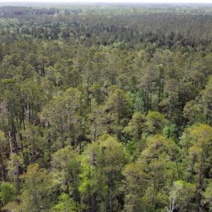 Photo #16 of Off Ware Drive, Nichols, SC 23.3 acres