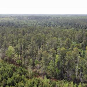 Photo #17 of Off Ware Drive, Nichols, SC 23.3 acres