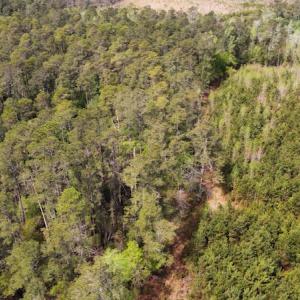 Photo #18 of Off Ware Drive, Nichols, SC 23.3 acres