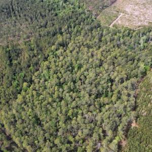 Photo #19 of Off Ware Drive, Nichols, SC 23.3 acres