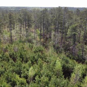 Photo #20 of Off Ware Drive, Nichols, SC 23.3 acres