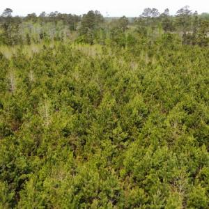 Photo #21 of Off Ware Drive, Nichols, SC 23.3 acres