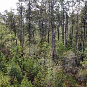 Photo #23 of Off Ware Drive, Nichols, SC 23.3 acres
