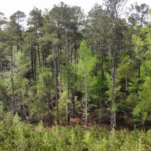 Photo #24 of Off Ware Drive, Nichols, SC 23.3 acres