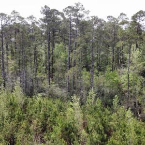 Photo #25 of Off Ware Drive, Nichols, SC 23.3 acres