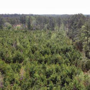 Photo #26 of Off Ware Drive, Nichols, SC 23.3 acres