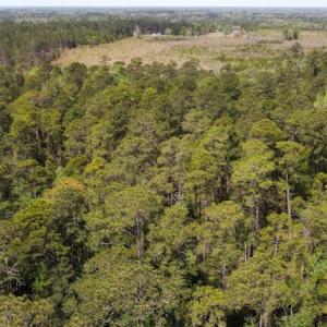 Photo #27 of Off Ware Drive, Nichols, SC 23.3 acres