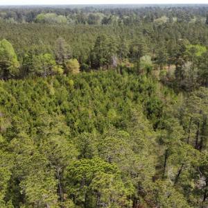 Photo #28 of Off Ware Drive, Nichols, SC 23.3 acres