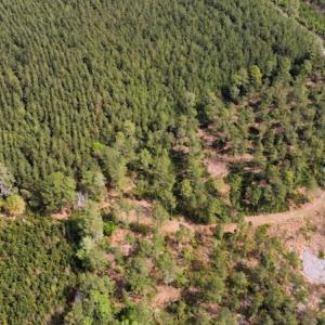 Photo #31 of Off Ware Drive, Nichols, SC 23.3 acres