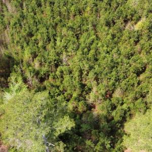 Photo #8 of Off Ware Drive, Nichols, SC 23.3 acres