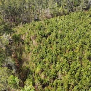 Photo #9 of Off Ware Drive, Nichols, SC 23.3 acres