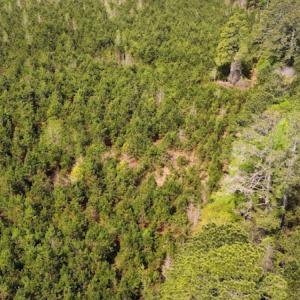 Photo #10 of Off Ware Drive, Nichols, SC 23.3 acres
