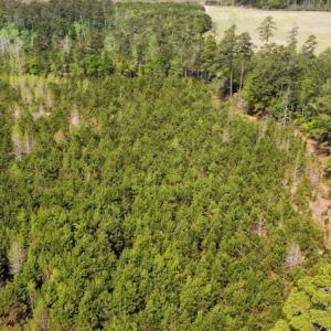 Photo #11 of Off Ware Drive, Nichols, SC 23.3 acres