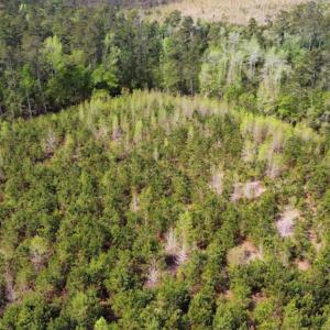 Photo #12 of Off Ware Drive, Nichols, SC 23.3 acres