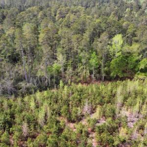 Photo #13 of Off Ware Drive, Nichols, SC 23.3 acres