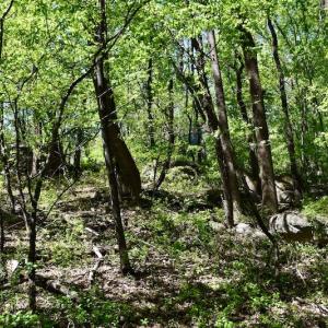 Photo #38 of SOLD property in 1532 Wideview Drive, Thaxton, VA 5.2 acres