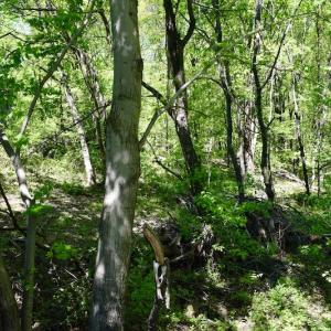 Photo #40 of SOLD property in 1532 Wideview Drive, Thaxton, VA 5.2 acres