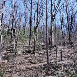 Photo #12 of SOLD property in Off Cripple Creek Road, Afton, VA 4.9 acres