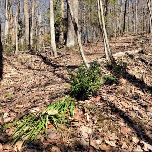 Photo #9 of SOLD property in Off Cripple Creek Road, Afton, VA 4.9 acres