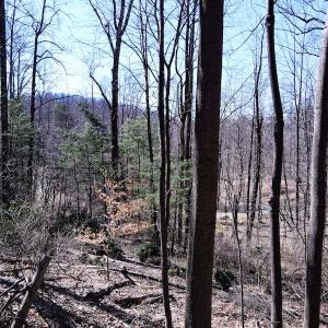 Photo #11 of SOLD property in Off Cripple Creek Road, Afton, VA 4.9 acres