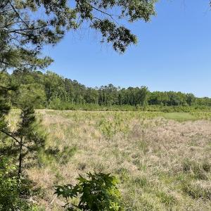 Photo #3 of SOLD property in Off State Highway 13, Florence, SC 92.2 acres