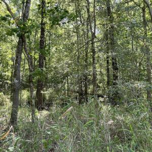Photo #4 of SOLD property in Off State Highway 13, Florence, SC 92.2 acres