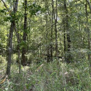 Photo #4 of Off State Highway 13, Florence, SC 92.2 acres