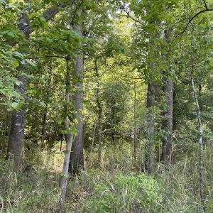 Photo #5 of SOLD property in Off State Highway 13, Florence, SC 92.2 acres