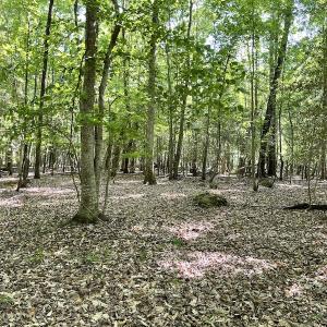 Photo #6 of SOLD property in Off State Highway 13, Florence, SC 92.2 acres
