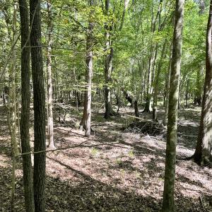 Photo #7 of SOLD property in Off State Highway 13, Florence, SC 92.2 acres