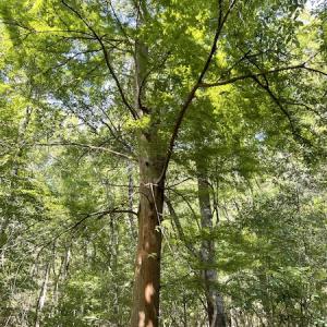 Photo #8 of SOLD property in Off State Highway 13, Florence, SC 92.2 acres