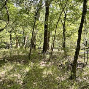 Photo #9 of SOLD property in Off State Highway 13, Florence, SC 92.2 acres