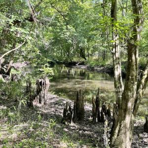 Photo #12 of SOLD property in Off State Highway 13, Florence, SC 92.2 acres