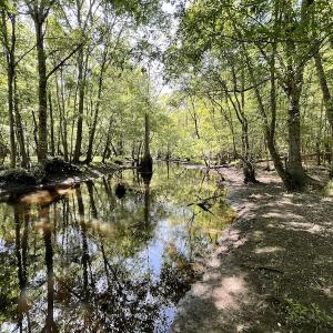 Photo #15 of SOLD property in Off State Highway 13, Florence, SC 92.2 acres