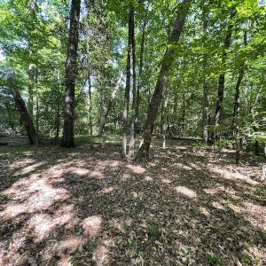 Photo #16 of SOLD property in Off State Highway 13, Florence, SC 92.2 acres