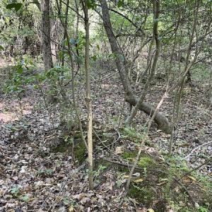 Photo #17 of SOLD property in Off State Highway 13, Florence, SC 92.2 acres