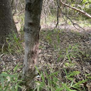 Photo #18 of SOLD property in Off State Highway 13, Florence, SC 92.2 acres