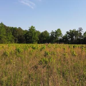 Photo #45 of SOLD property in Off State Highway 13, Florence, SC 92.2 acres