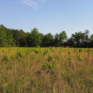 Photo #45 of Off State Highway 13, Florence, SC 92.2 acres