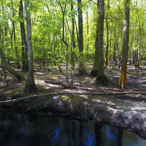 Photo #17 of NC 210 Hwy W, Garland, NC 166.0 acres