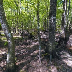 Photo #19 of NC 210 Hwy W, Garland, NC 166.0 acres