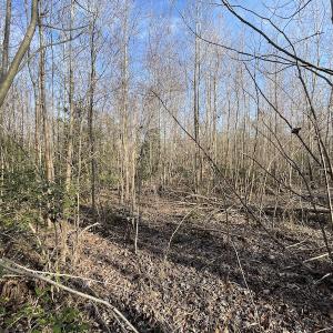 Photo #19 of SOLD property in Off Deer Ridge Road, Spring Grove, VA 29.9 acres