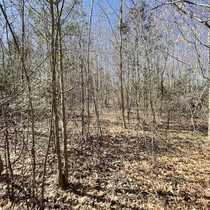 Photo #21 of SOLD property in Off Deer Ridge Road, Spring Grove, VA 29.9 acres