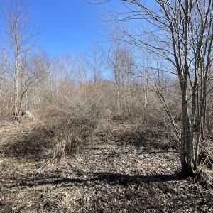 Photo #28 of SOLD property in Off Deer Ridge Road, Spring Grove, VA 29.9 acres