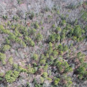 Photo #5 of SOLD property in Off Deer Ridge Road, Spring Grove, VA 29.9 acres