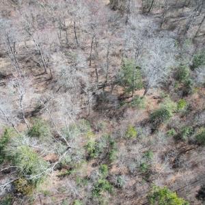 Photo #6 of SOLD property in Off Deer Ridge Road, Spring Grove, VA 29.9 acres