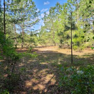 Photo #13 of SOLD property in 4354 Harrells Hwy, Garland, NC 17.0 acres