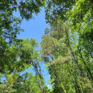 Photo #53 of SOLD property in 4354 Harrells Hwy, Garland, NC 17.0 acres